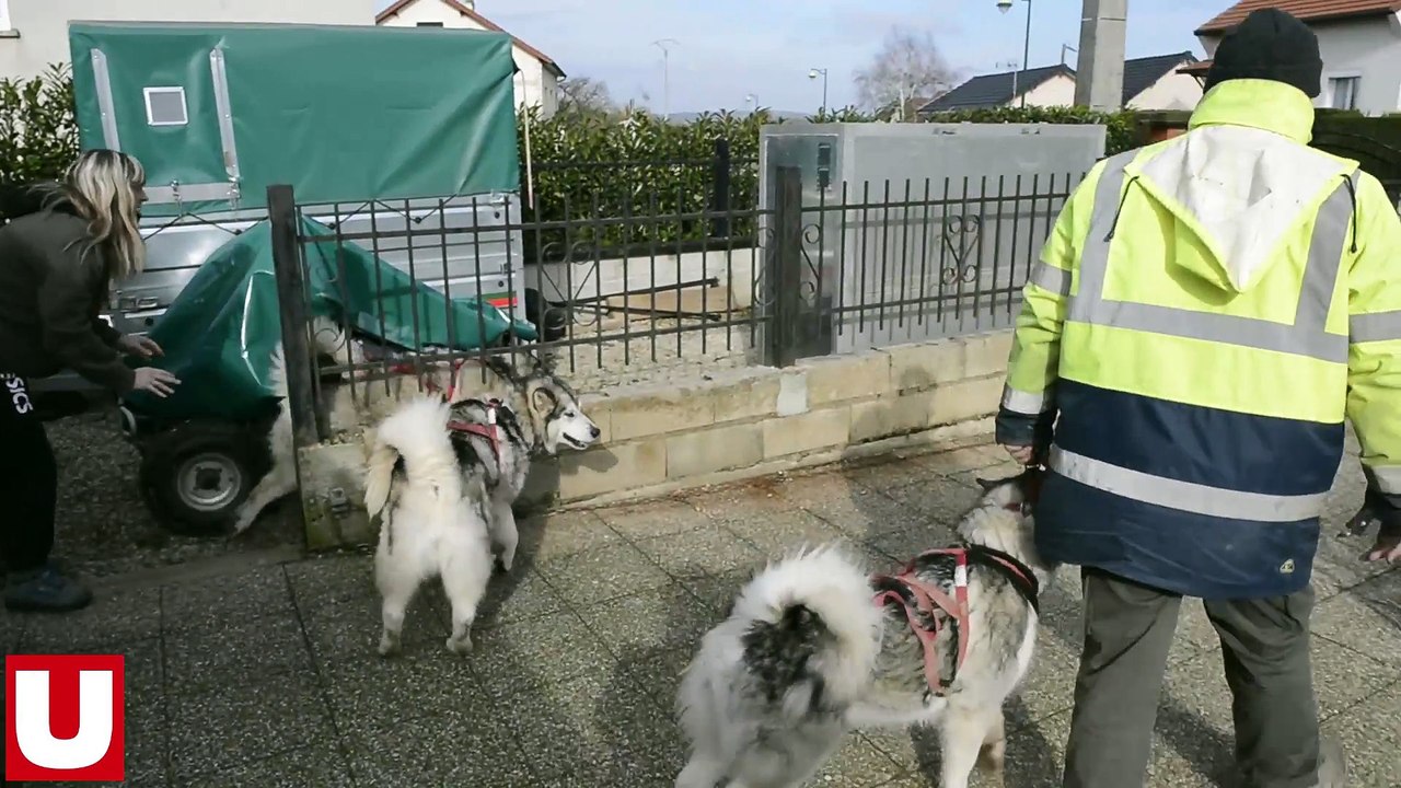 De la campagne vitryate... à la Laponie avec Raphaël Riela et ses chiens