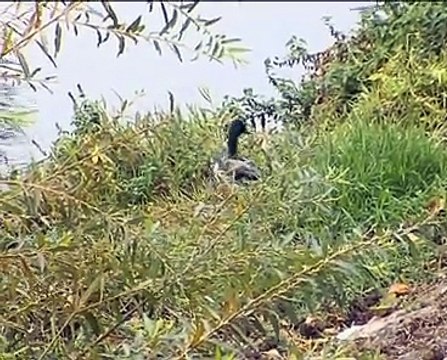 101018.JT.pablo moncayo