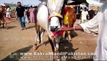 Beautiful Bull For Qurbani 2014 in Lahore Shahpur Kanjra Cow Mandi 2014[1]