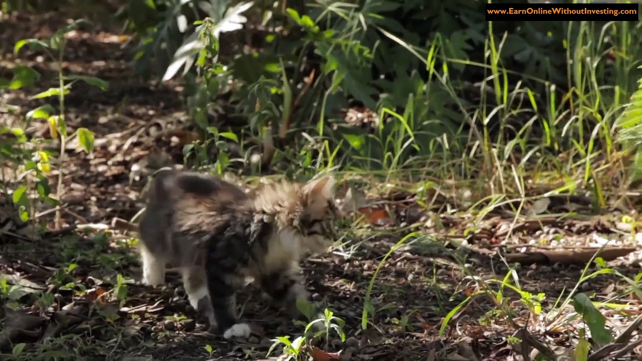 Dog Befriends Disabled Kitten (1080p)
