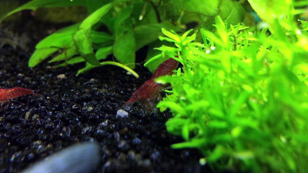 Crevette Red Cherry