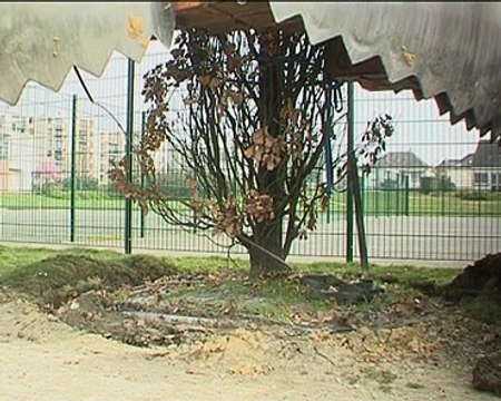 110316.JT.transplantation