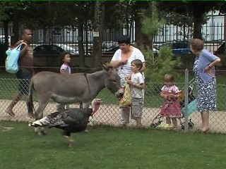 110907.JT.vol botanique