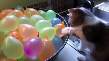 Amazing Videos u see this Cat how....