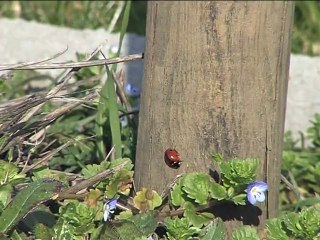 120321.JT.tests pelouses tram