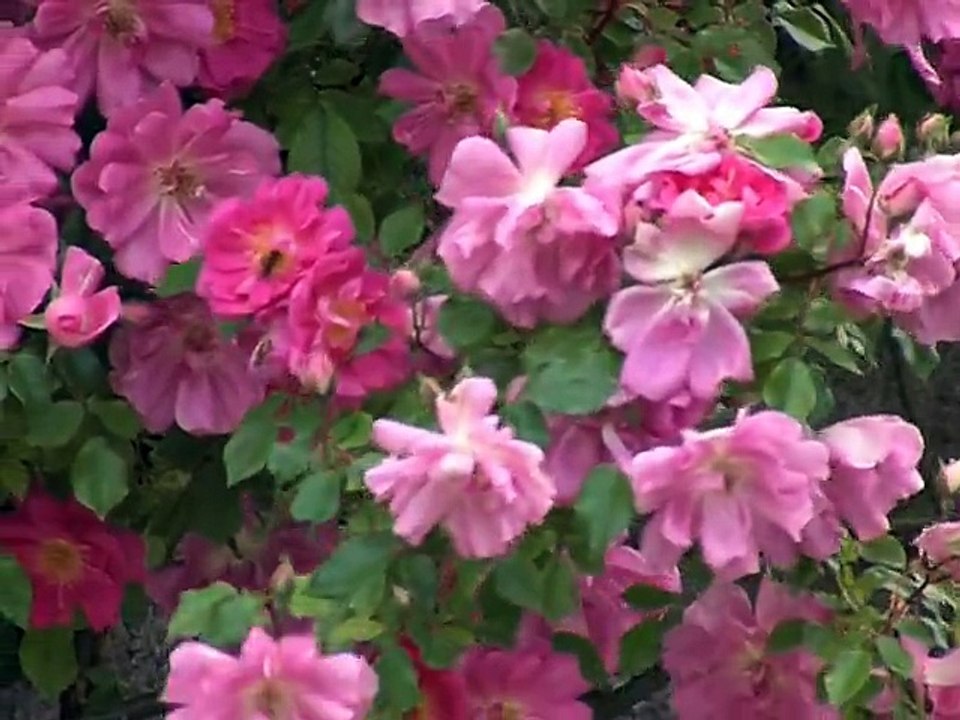 120601.JT.roses de chedigny