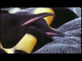Penguenler Dünyası Videosu