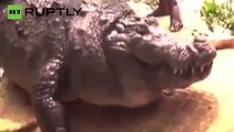 Em Bangladesh crocodilo centenário morre obeso depois de comer muitas oferendas