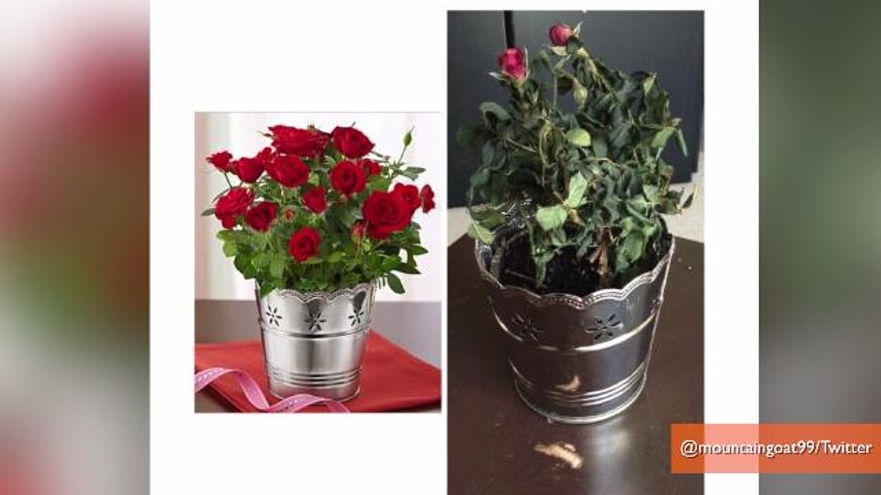1-800-Flowers Botches Valentine's Day Deliveries
