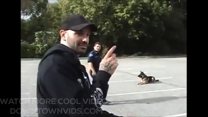 This dog is incredible trained