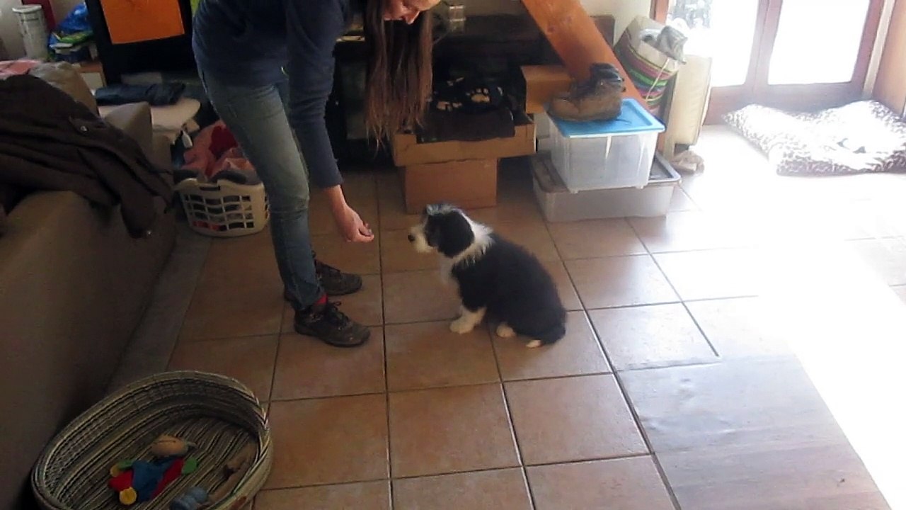videos chiots 15 fevrier Jenny