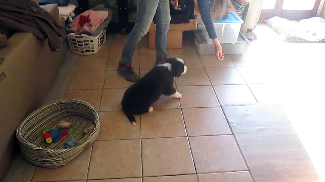 videos chiots 15 fevrier Jenna