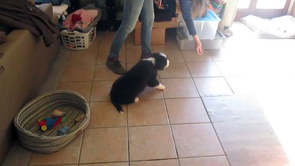 videos chiots 15 fevrier Jenna