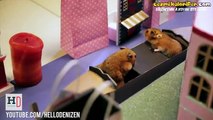 Hamster Çiftin Romantik Bir Günü