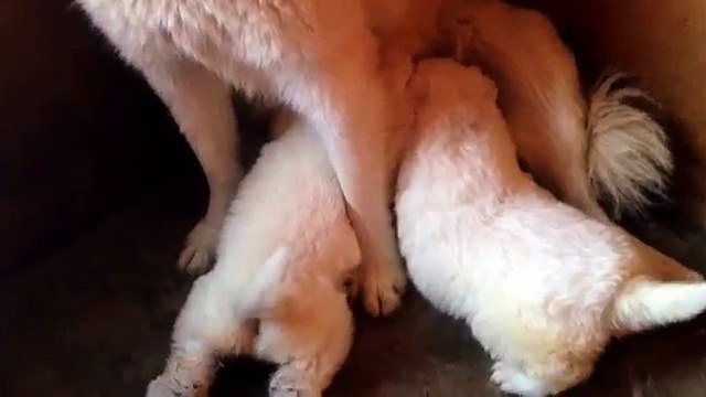 satılık samoyed yavruları