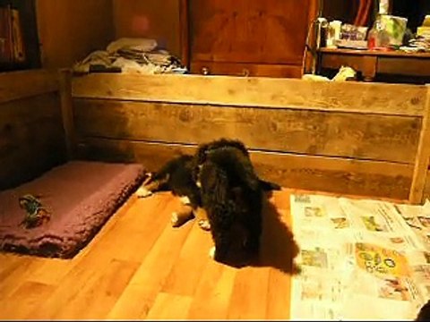 17fév mâle rouge, femelle rose et femelle verte