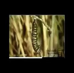 دیکھو کہ اﷲ ایک کیڑے سے کیسے تتلی بناتا ہے آپ اس قدرت کے نظارے کو دیکھنے کے ب.