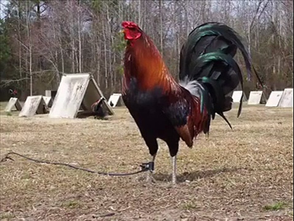 ﮬﺎﮬﺎﮬﺎ ﺭﻭﻧﮓ ﻧﻤﺒﺮ ﻭﺍﻟﯽ ﺑﯿﻮﯼ ﺑﮩﺖ ﻣﺰﮮ ﮐﯽ ﻭﯾﮉﯾﻮ ﺩﯾﮑﮭﯿﮟ