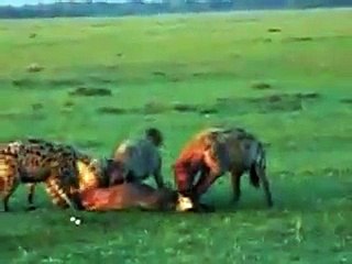 Funny Video: Animal Eaten Alive