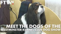 Meet the many dogs competing at Westminster