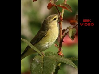 MUSA EROĞLU-Çoban Yıldızı,,,