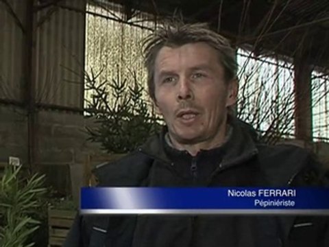 121214.JT.sapins noel