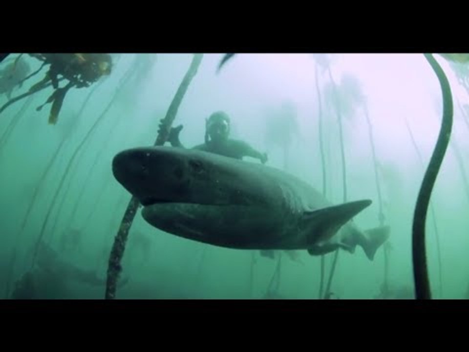 This Woman Freedives with Prehistoric Sea Monsters | Ocean Adventures, Ep. 1