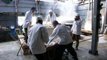 How to make Sake – Tanekojisanpu and Kojimuro (Adding seed malt and take into a special room) Part 1