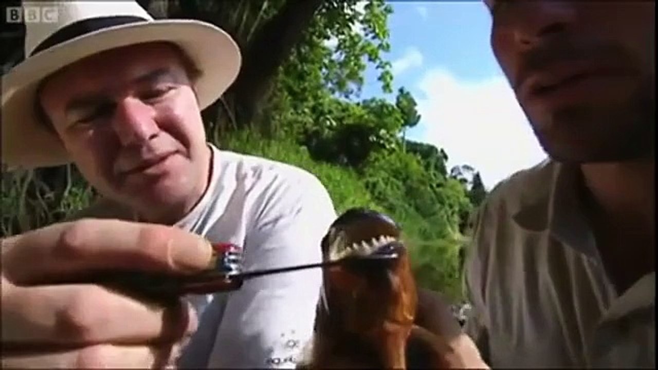 Piranha.... Most Deadly Fish EVER!!! More Amazing Article , Please Visit htt...