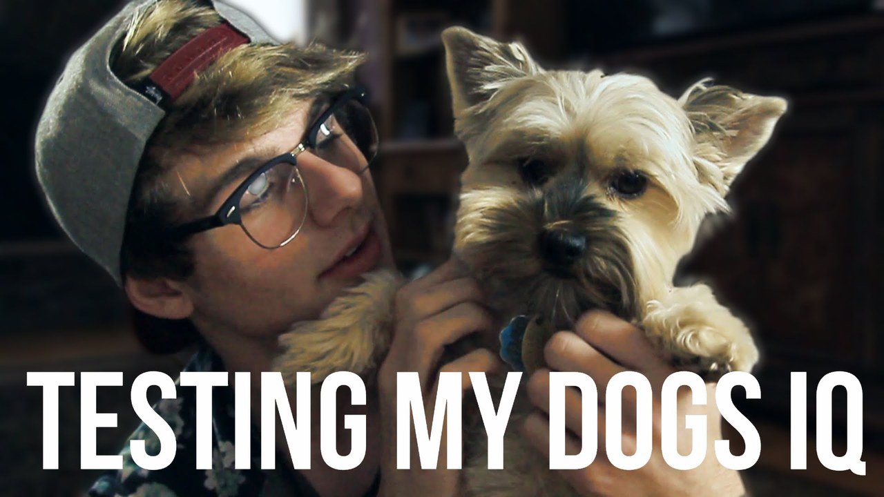 TESTING MY DOG'S INTELLIGENCE