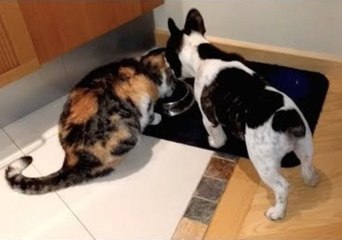 Pixel the Bulldog Steals Food From His Enemy