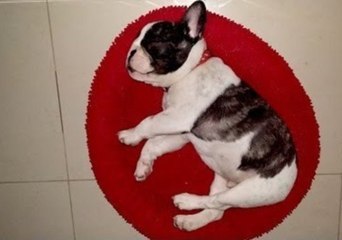 Little Puppy Produces a Huge Snore