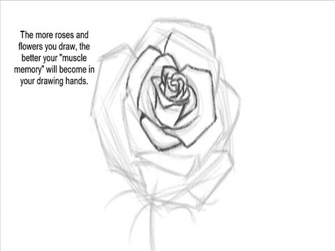 Draw an Open Rose | Tutorial & How To - Drawing Tutorials