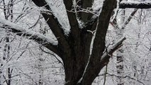 Quiet Snow - Cichy śnieg