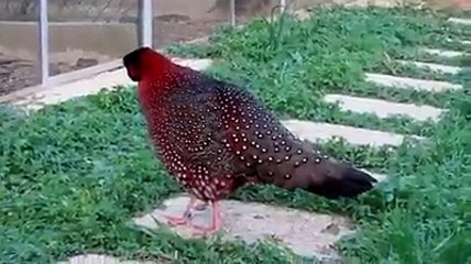 Beautifull Hen