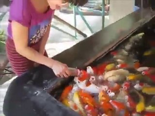 Fish drinking the milk in bottle