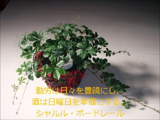 心意気を感じる名セリフ～シャルル・ボードレール～（selected by 森村幸子：和コーディネーター）