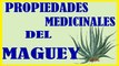 Propiedades Medicinales del Maguey