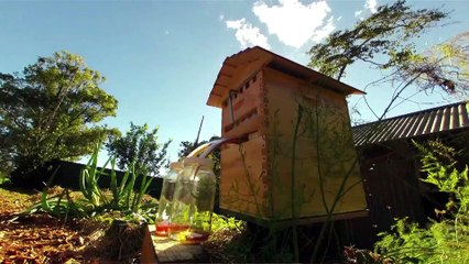 Invention incroyable : des ruches qui récoltent le miel automatiquement