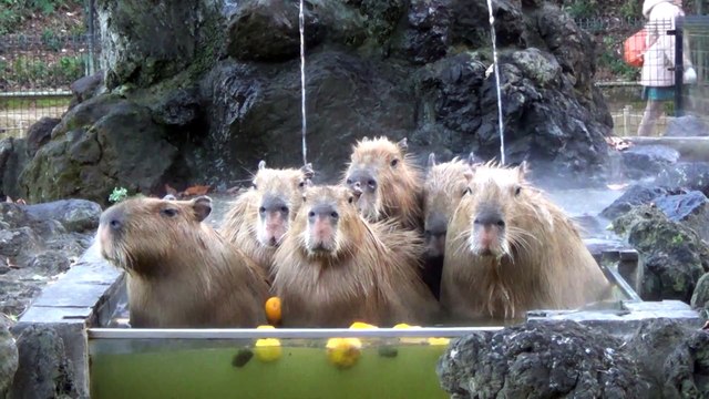 Des Capybaras prennent leur pied dans un jacuzzi