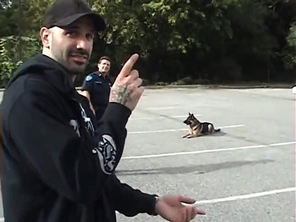 Ce chien policier dressé pour ouvrir et fermer la voiture des flics!