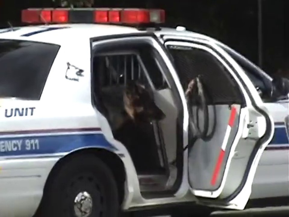 So smart Police Dog learnt some cool tricks...