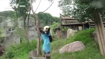 So Cute Panda asks for hug