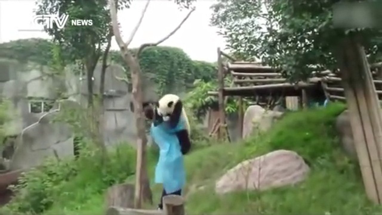 So Cute Panda asks for hug