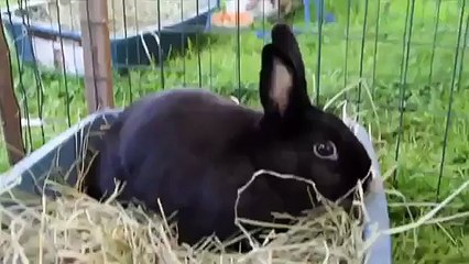 At The Bunny Festival - Parry Gripp