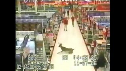 Deers Gone Wild - Parry Gripp