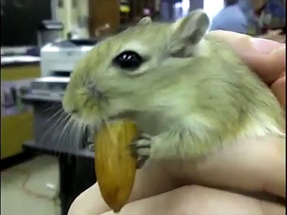 Gerbil Eating Almond (Om Nom Nom Nom Nom) - Parry Gripp