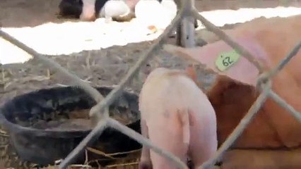 Itchy Tummy Piglet -- Parry Gripp