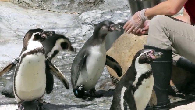 Penguin With A Funky Shoe (funky version) - Parry Gripp