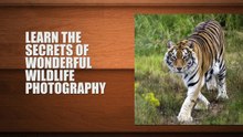 Wildlife Photography Workshop with Kathleen Reeder